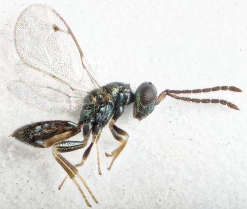Apelioma pteromalinum